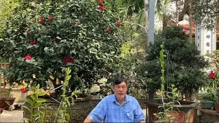 Vlog 42: Cây lan phi điệp ngủ cần chăm sóc như thế nào?