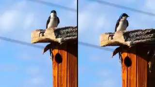 Murphy - Tree Swallows