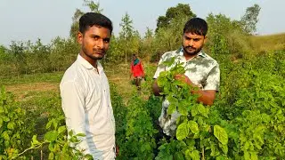 Gaon ke khet ( खेत की सब्जी़) 
