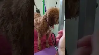 gen05 grooming DEMATTING SPRAY