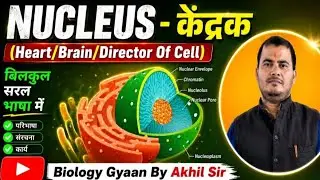 केंद्रक क्या है! केंद्रक किसे कहते हैं! न्यूक्लियस से आप क्या समझते हैं! 