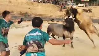 Cuam laij & nuj txeeg heev tiag tiag nyuj kub caws os