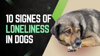 10 Signs of Loneliness In Dogs You Should Never Ignore | Lonely Dog Signs