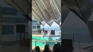 Sea Lion Show🦭🦭Ocean Adventure Subic #myoceanadventure #subicbay#educational tour 2026