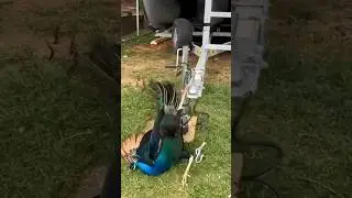 A gift from the peacock #animals #rescue #shortvideo #peacock