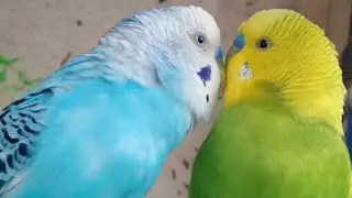 Love Birds | Australian Parrots | Budgies Breeding Pair | Budgies Family🦜🐦😘💕