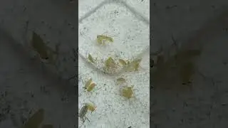 Giant water bug keeping 🪲🐞🐞#insects #bug #keep #Giantwaterbug