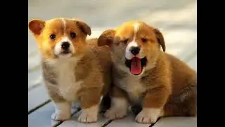 Pet Grooming Products | Buy Pet Grooming Products | Pet Grooming Products India | Dog Supplies