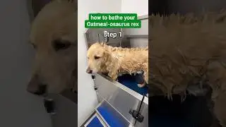 don&rsquo;t forget to dry your oatmeal-osaurus rex too! #dogbath #funnydog #bathtime ​⁠@lolaviehaircare