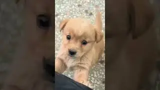 Baby dog#cute puppy barking#4kviral#shorts
