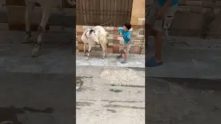 Bakre ki Dum Duba di Bakra pagal hogya 🤭