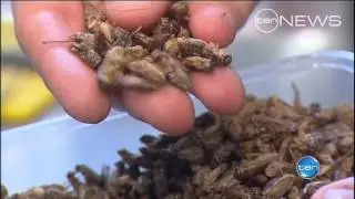 Cooking Bug