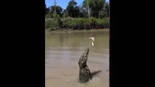 Jumping Crocodile Cruises - Adelaide River