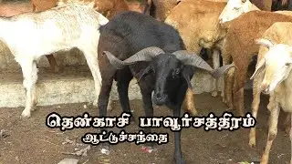pavoorchatram santhai | பாவூர்சத்திரம் ஆட்டுச் சந்தை | Tenkasi goat market Tamil nadu |  joe tv