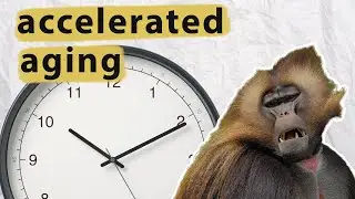 The ultimate cost of being the top baboon