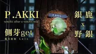P.Akki 側芽 get | 鹿角蕨 | veitchii silver x veitchii wild | 側芽上板