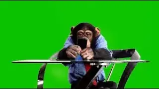monkey free video call chat