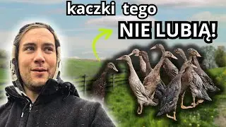 Zmuszam do tego kaczki... są smutne? życie na farmie