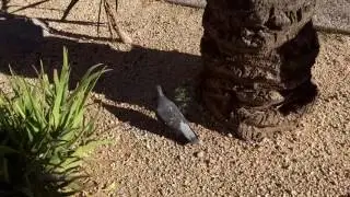 Team Aardwolf- Urban Bird Socialization Study