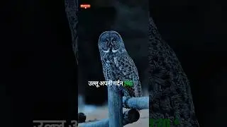 दुनिया के सबसे डरावने जानवर 😱| Shocking Animal#fact #shorts #knowledge