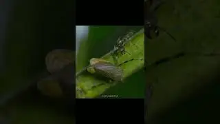 Ne vuruyorsun yarr&uuml;.. 🥺🐜 #ants #karınca #insects #memes #yarr&uuml; #shorts
