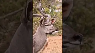 Wild deer looking around.الغزلان البرية تبحث حولها.#shorts #animals #wildlife #africa