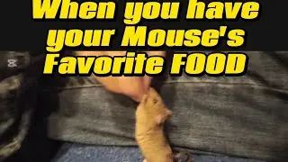 Pet Mouse Reacts to His Favorite Food