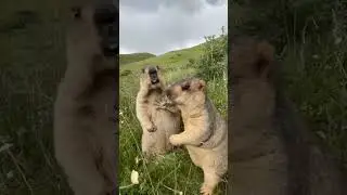 Hilarious Beavers fighting for food 😂 #shorts
