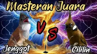 MASTERAN BURUNG LOMBA JAMINAN JUARA #fypシ゚viral #viralvideo #viralvideo 