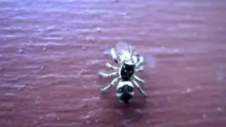 Zebra Jumping Spider Eating