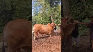 Melepas Tali Greenham BIP FARM
