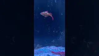 The red Mandarin goby lives in the starfish tank #nature #love #mandaringoby #reef #aquarium #sea