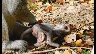 Very Sad To see -What have problem on baby monkey so poor? Baby look like weakness.