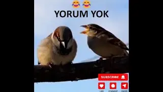 Dişi Kuşun Bitmeyen Konuşması 😅🐦 | Erkek Kuş Dayanabilecek mi?