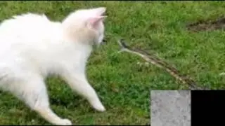 Cat vs. Rattlesnake FIGHT