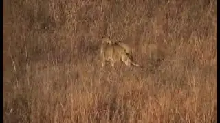 Lions on the run...