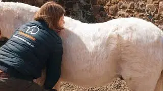 Balance test to see if your horse needs help