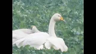 Eala Ghl&oacute;rach  Cygnus cygnus