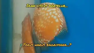 IKAN DISCUS BERTELUR || BAGAIMANA SELANJUTNYA || BUDIDAYA IKAN DISCUS
