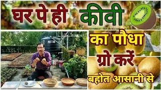 कीवी 🥝 के पौधे घर पर ही ग्रो करें बिल्कुल मुफ्त मे बहुत आसानी के साथ / Growing Kiwi Plants Easily