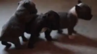 MINI EXOTIC 4X MIAGI BULLIES  www.jbbullies.com Very Expensive