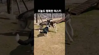 오늘도 행복한 허스키 #쇼츠 #대형견 #데냥
