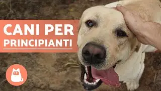 5 Razze di CANI per PRINCIPIANTI✅ (L'ultima &egrave; la migliore!)