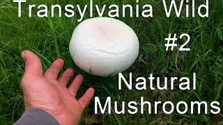 Agaricus arvensis | Episode 2 | Horse Mushroom | OFF GRID | PERMACULTURE