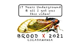 The best of Brood X 2021 Cicada Mania