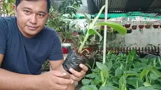 Tissue Cultured Lakatan