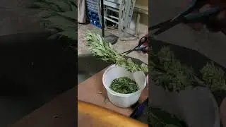 Outdoor Organic Cannabis Manicure.Don't cut into flowers,only the leaf, before hang dry. Clip31