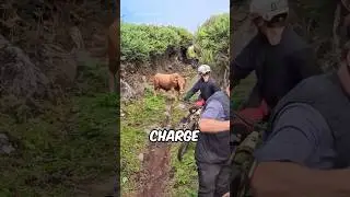 Они замерли, когда бык повернулся! 🐂😱 (@binezalohar)