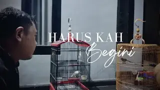 Tanpa RIBET merawat burung bagi yang sibuk bekerja 