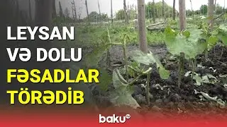 Zaqatalada təsərrüfatlara ciddi ziyan dəyib